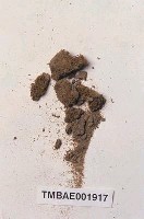 藏品(變形小曲尾苔)的圖片